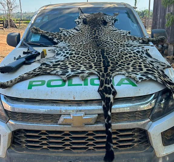 Pele de onça é encontrada durante operação contra desmatamento ilegal Foto23775