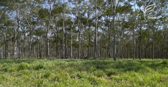 Fazenda no norte de MT integra sistemas de produção há mais de 20 anos Foto83933