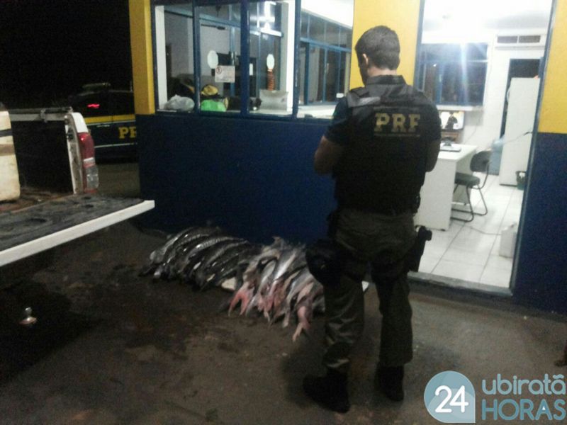 Empresário é preso ao ser flagrado transportando 110 kg de pescado irregular Foto8168