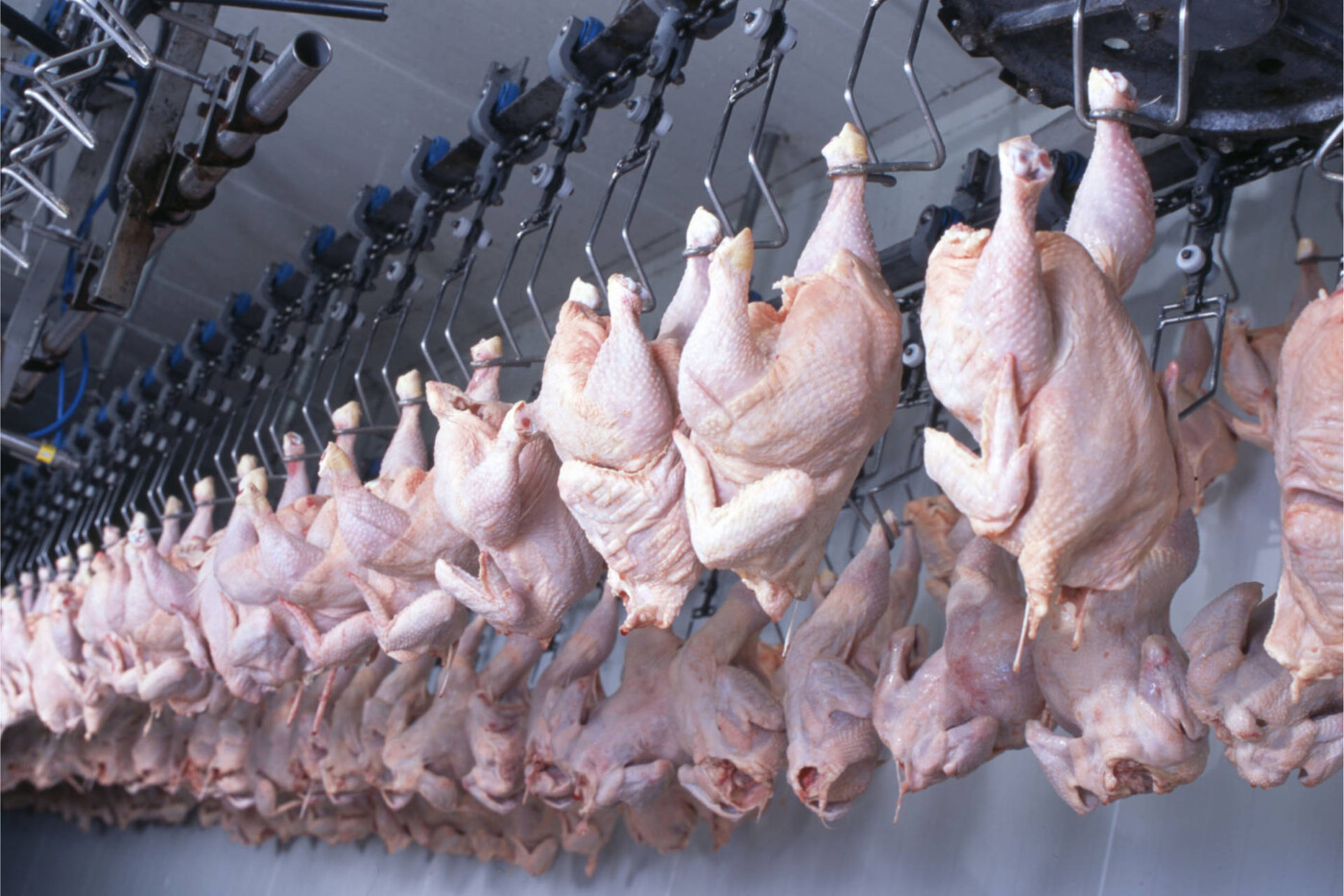 Brasil é o maior exportador de carne de frango do mundo Foto34311