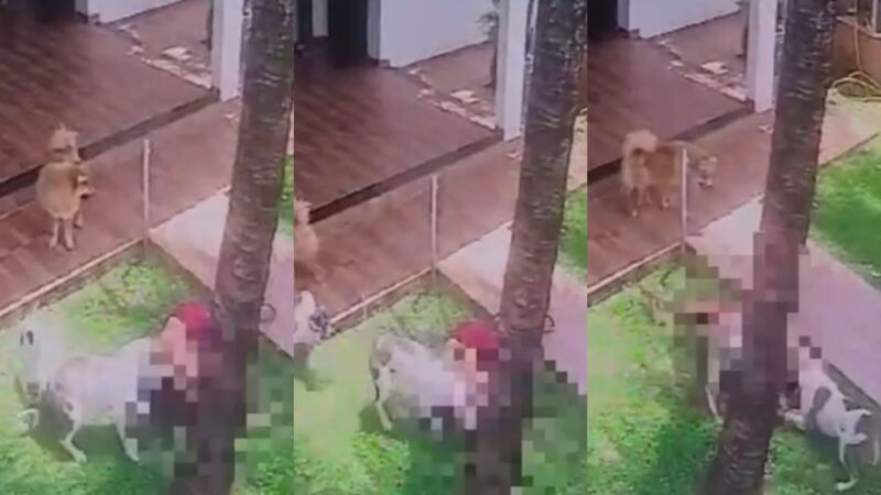 Mulher desmaia, é atacada pelo próprio pitbull e perde a orelha em Lucas do Rio Verde Foto9610