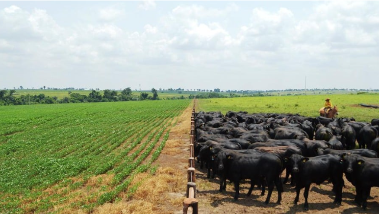 Agropecuária pode representar 44% das exportações brasileiras Foto45816