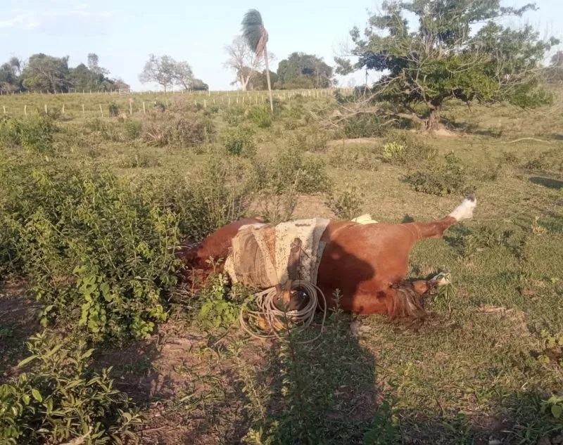 Agropecuária de MT terá que indenizar mãe de vaqueiro morto por raio; decide TST Foto52217