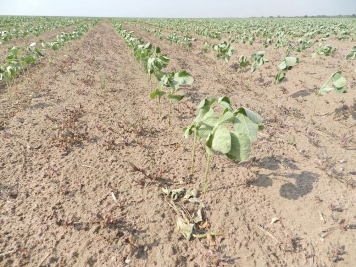 Ministro diz que é grave a situação da produção de soja em MT Foto45295