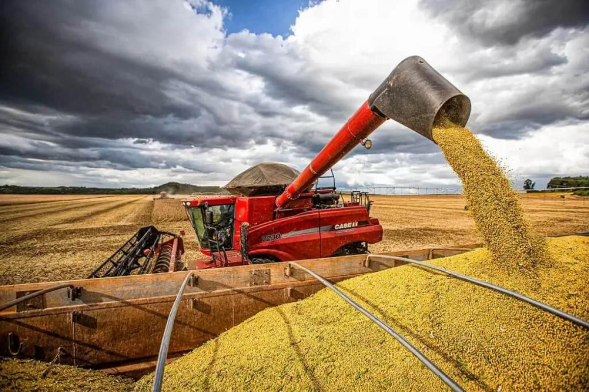 Produção de soja terá queda de mais de 10% devido à seca Foto28753