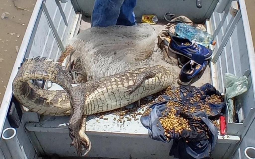 Sema e PM apreendem jacaré e 371 kg de pescado ilegal durante fiscalização Foto72564