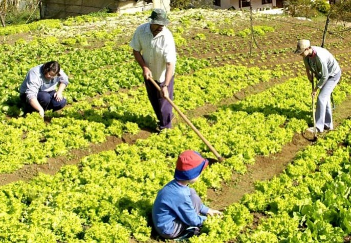 Precariedade na agricultura familiar faz atividade parecer "favelas rurais", declara senador de Mato Grosso Foto74777