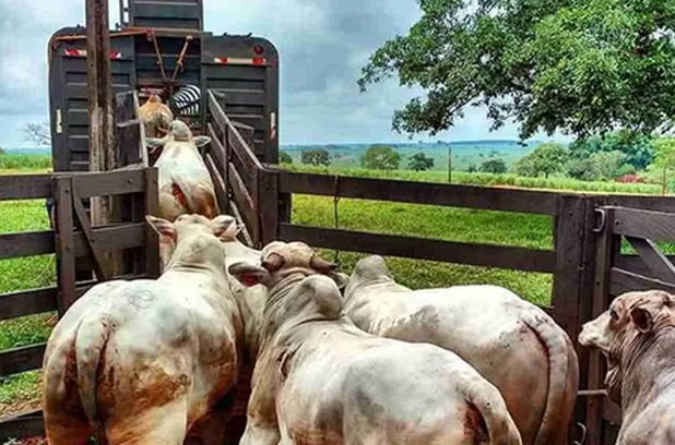 Justiça mantém decisão de empresa que demitiu funcionário flagrado "brincando" e mutilando animais Foto76587
