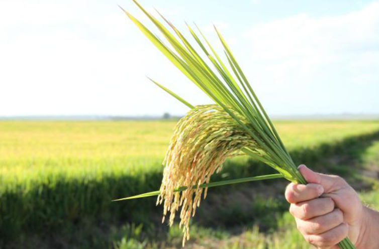 Exportações de arroz do Brasil caem em março Foto35781