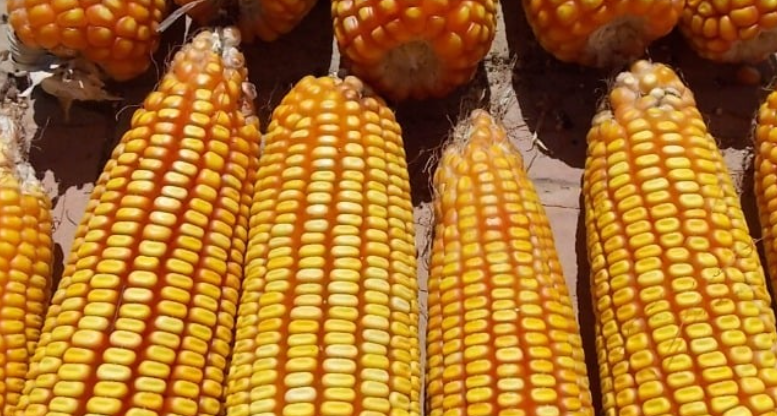 Zâmbia abre mercado para produto não transgênico do Brasil Foto36268
