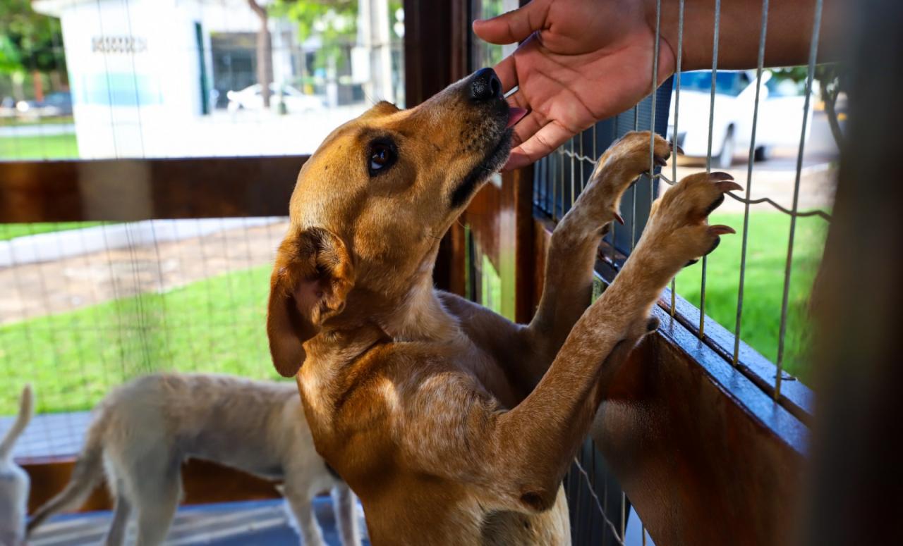Prefeitura deve iniciar programa para esterilização de cães e gatos Foto13079