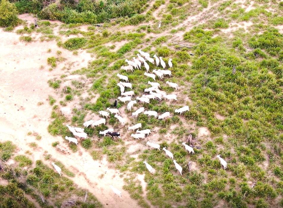 Sema e PM apreendem 500 cabeças de gado, tratores e toras de árvore ameaçada de extinção Foto95356
