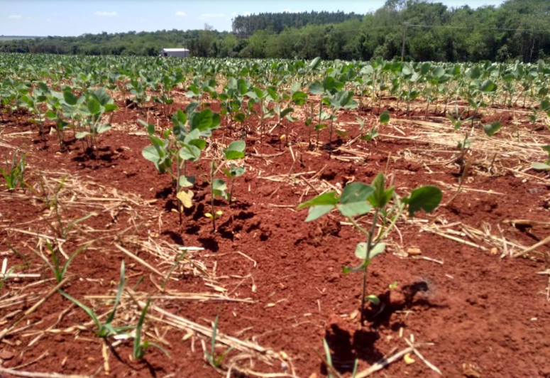 Área de soja poderia crescer até 36,6 milhões de hectares sem desmatamento, diz estudo Foto41986