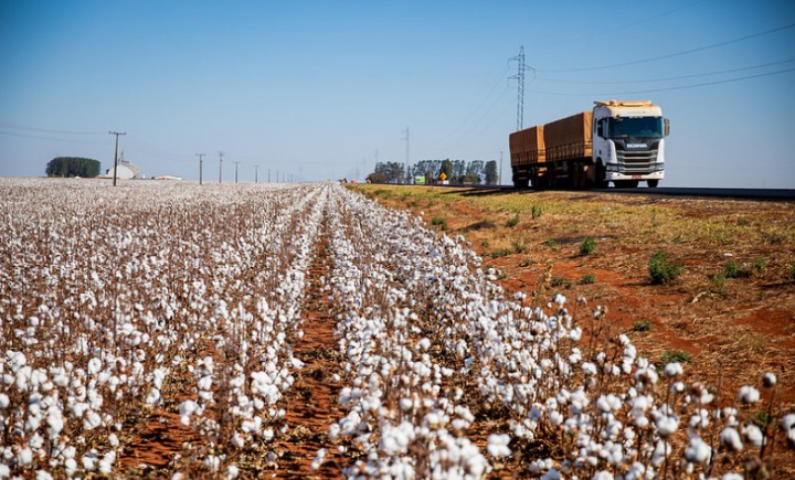 Colheita de algodão começa devagar em Mato Grosso com 2% de área colhida Foto93154