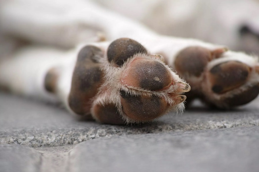 Após divórcio, uma mulher obtém a guarda exclusiva de seu cão de estimação Foto96852