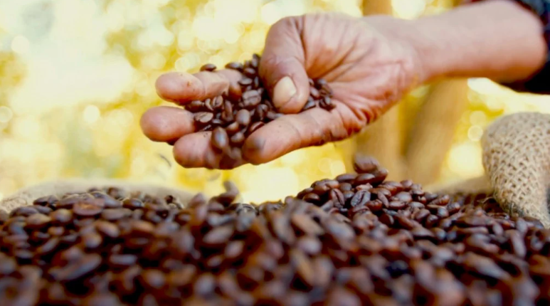 Brasil exporta volume recorde de café Foto56635
