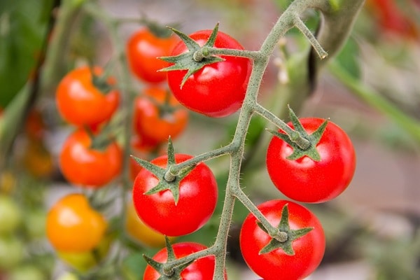 Foto84611