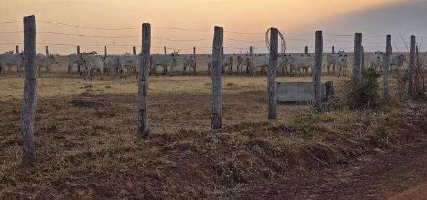 Operação impede entrada de 52 vacas sem procedência sanitária em MT Foto520
