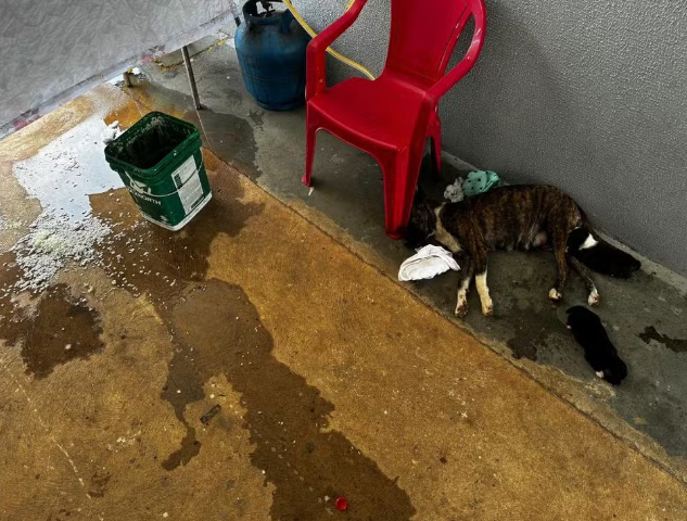 Foragida da Justiça é presa por maus-tratos a animais Foto45811
