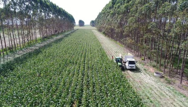 Veja como alta do dólar impacta no agronegócio e afeta exportações Foto22311