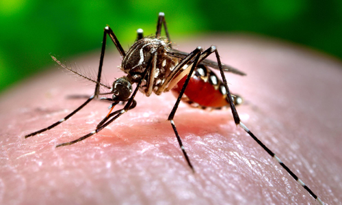 Saúde divulga dados sobre Dengue, Chikungunya e Zika Foto42134