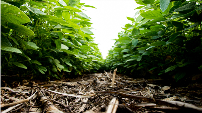 Veja o que muda no on farm com a regulamentação da produção dos bioinsumos Foto52000