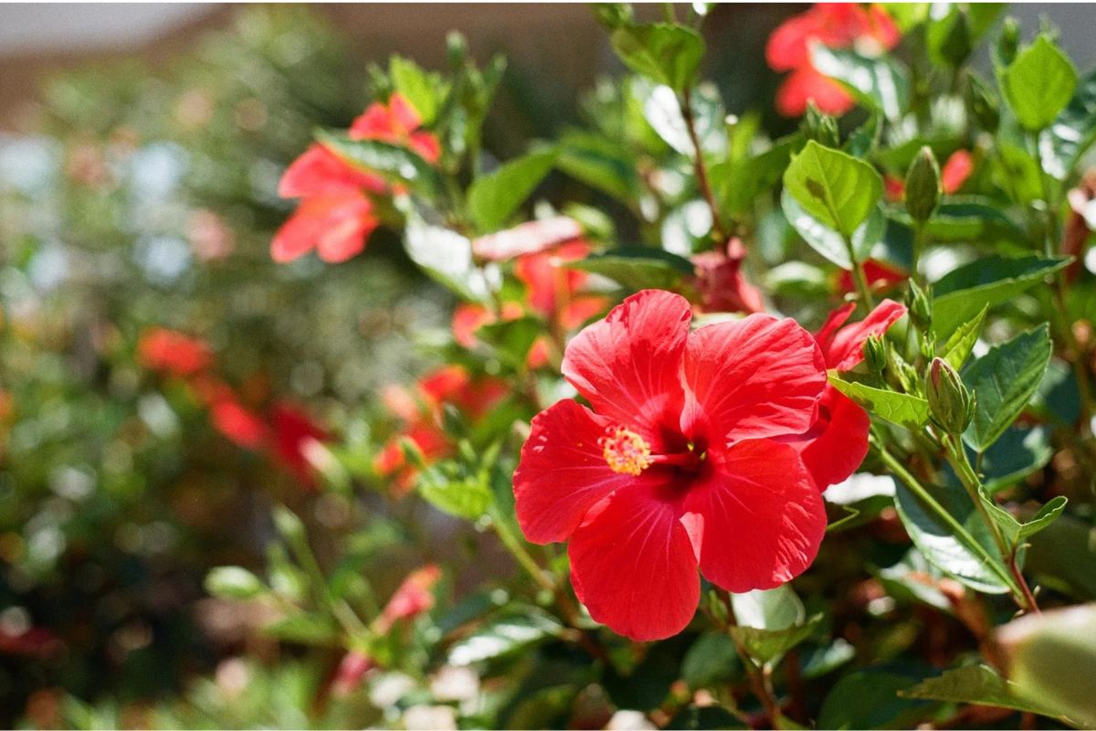 3 plantas que parecem ornamentais, mas são comestíveis Foto14538