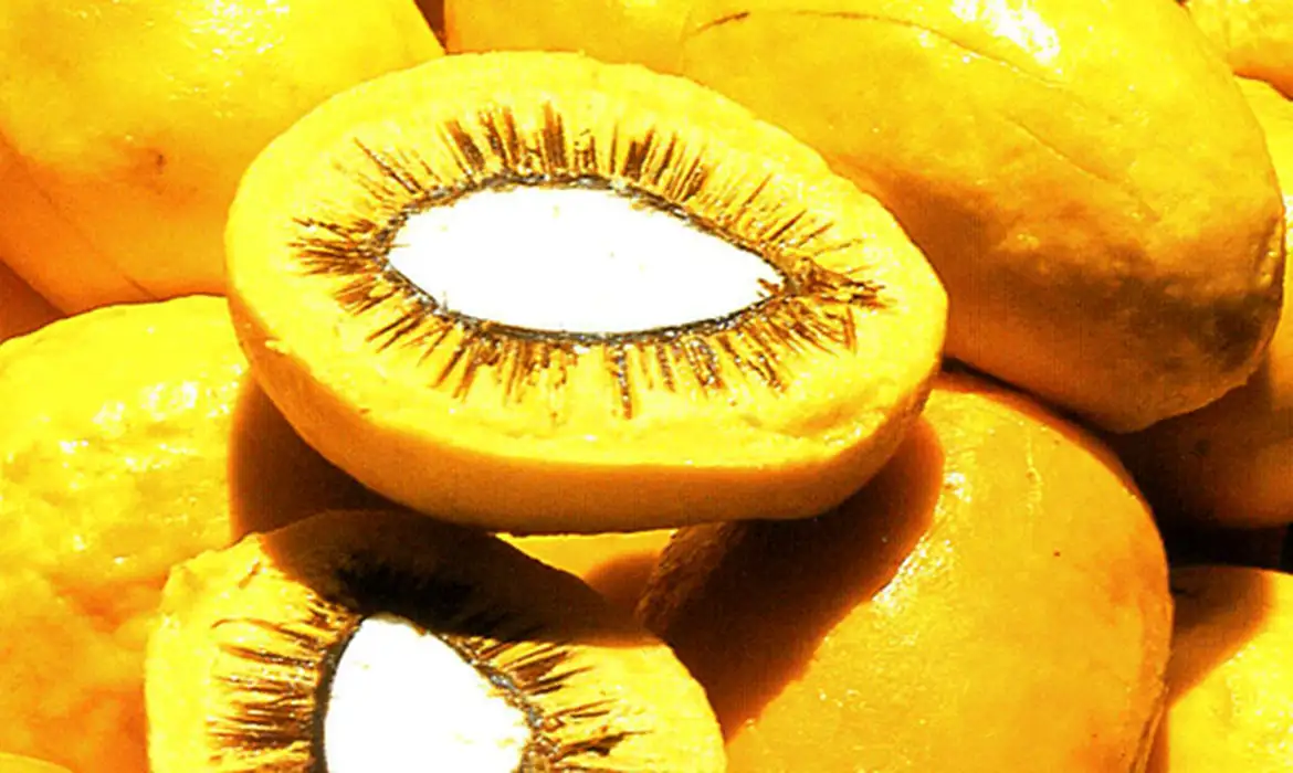 Sancionada lei que estimula produção de pequi e outros frutos do Cerrado Foto52514