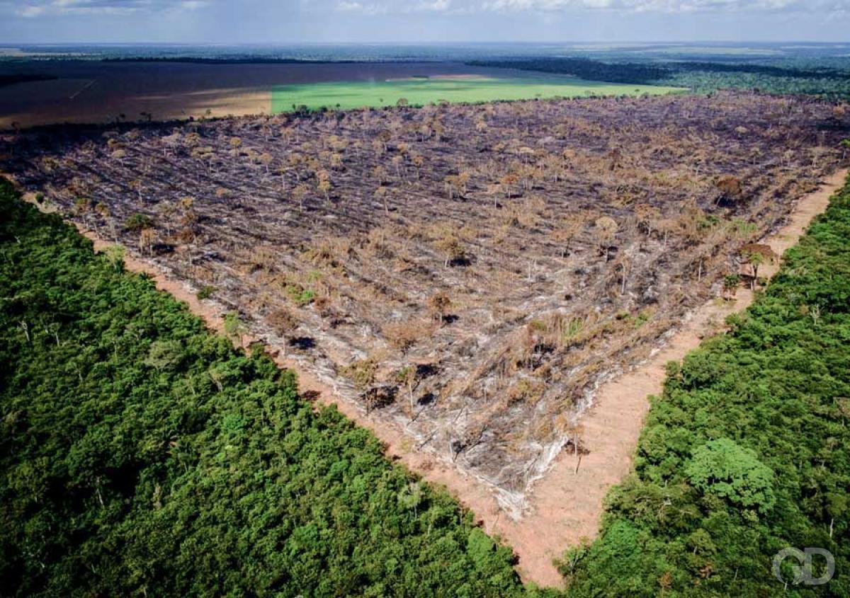 Leis deturpam o Código Florestal e ameaçam biomas em Mato Grosso Foto42567