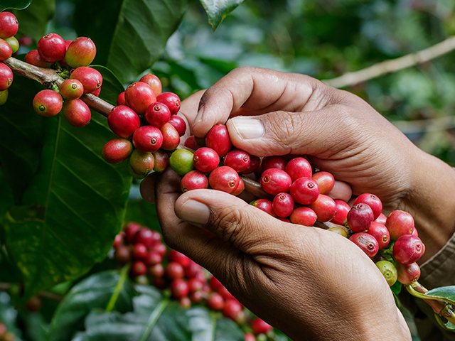 Brasil encerra safra 2024 com produção de 54,2 milhões de sacas de café Foto43858