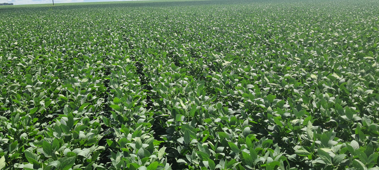 Brasil deve exportar até 11 milhões de toneladas de soja em fevereiro Foto30503