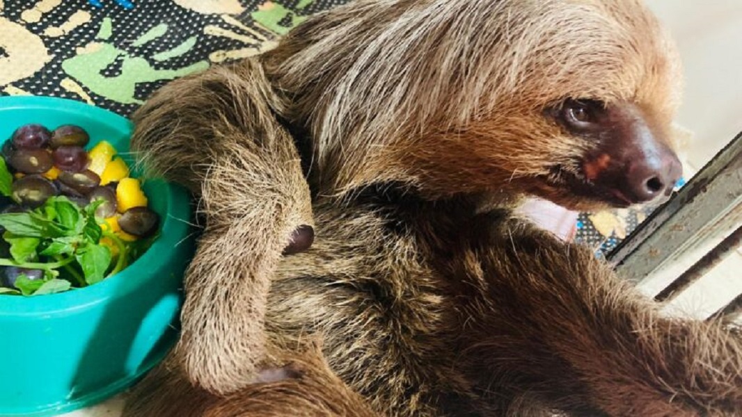 Nova Rota resgata, trata e solta bicho-preguiça encontrado na BR-163 Foto9042