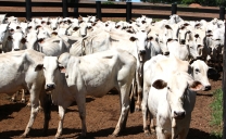 Indea capacita técnicos com atividade de campo e simulação Foto41253