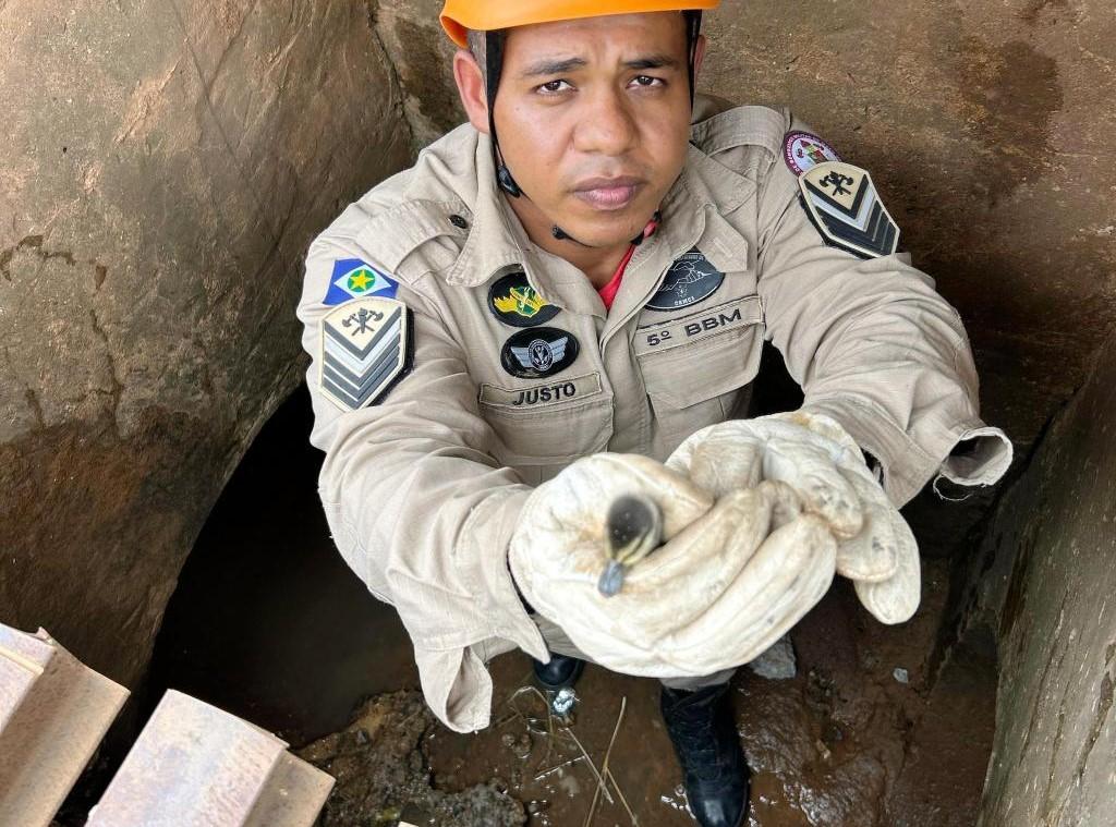 Bombeiros de Sorriso resgatam filhotes de patos que caíram em bueiro Foto53442