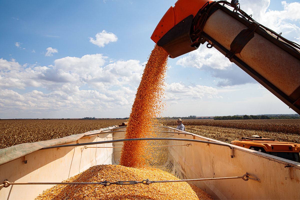 Mato Grosso representa 30% da produção nacional Foto60315