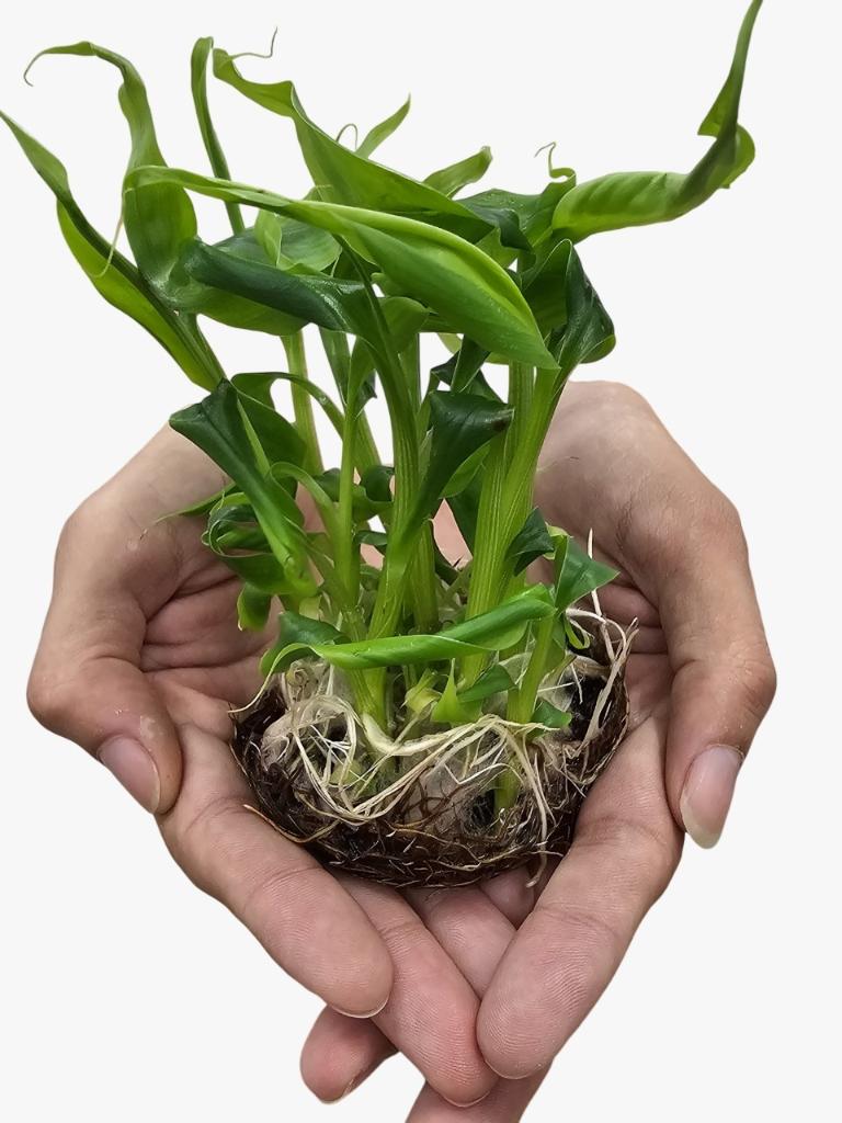 Projeto em Mato Grosso desenvolve tecnologia para produção de mudas de banana-da-terra em laboratório Foto94137