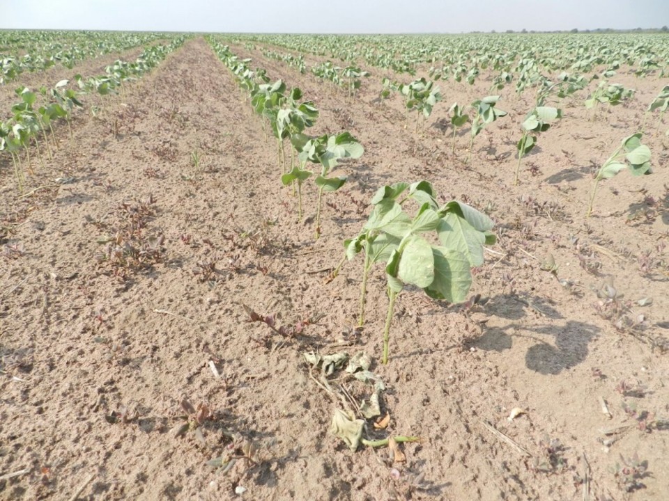 Onda de calor extremo ameaça produtividade de lavouras e rebanhos pelo Brasil afora Foto70774