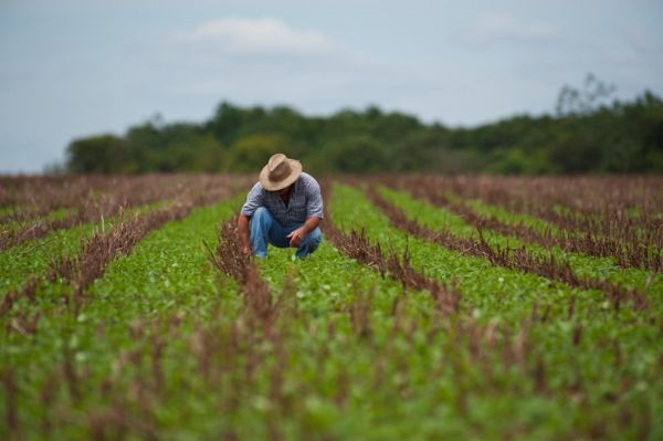 Brasil pode colher 201,6 mi t na safra 14/15; Quase 25% é de MT Foto56237