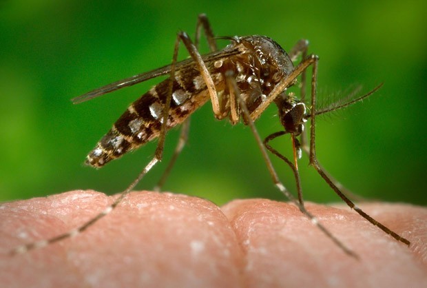 Saúde confirma primeiro caso de Zika Vírus no estado Foto93478