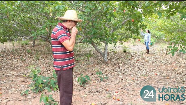 Produtor de caju do Distrito de Novo Mato Grosso tem safra recorde, e colhe 40 toneladas em 2014 Foto52929