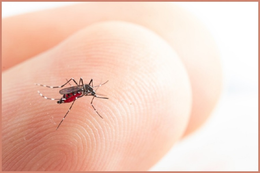 Chikungunya em Sorriso: o sintoma de uma crise que vai além da saúde Foto41475