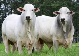 Boi gordo se valoriza mais que vaca em 2026 Foto68534
