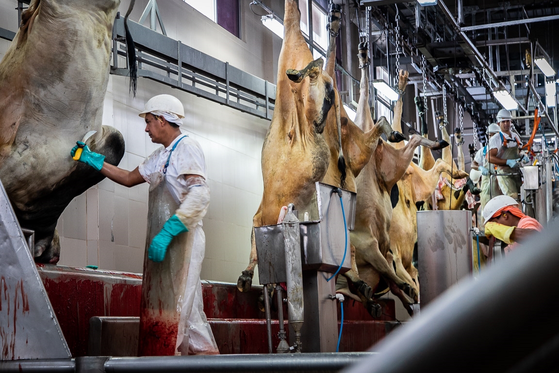 Produção animal registra crescimento nos abates no primeiro trimestre Foto45866