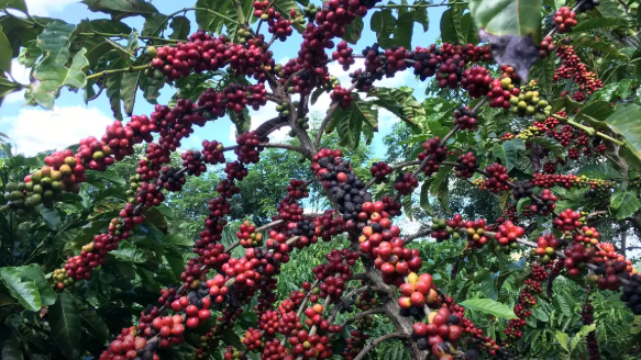 Exigências regulatórias da UE podem embarreirar pequenos cafeicultores Foto17232