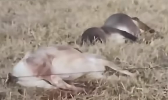 Pecuária brasileira ainda depende de vacinas importadas para evitar morte súbita Foto40226