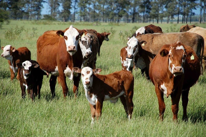 Calor coloca rebanhos de Mato Grosso e mais três Estados em risco até domingo Foto85512