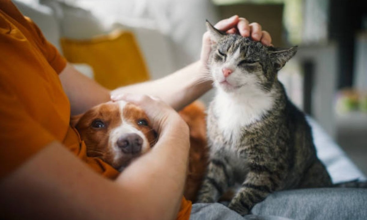 Pets fazem tão bem quanto amigos e família, aponta estudo Foto67297