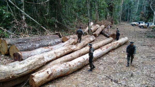 Sema apreende mais 600 metros cúbicos de madeira em reserva de MT Foto5427