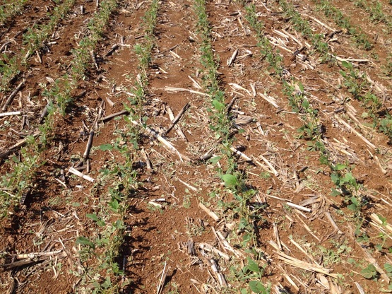 Chuva de granizo gera replantio na Região Sul de Mato Grosso Foto86402