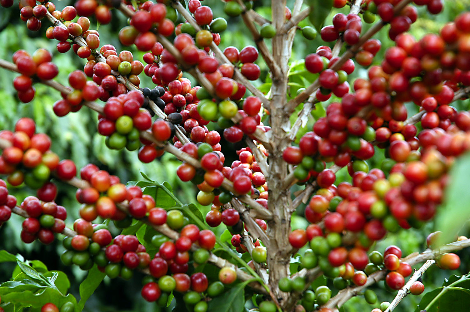 Relatório com abrangência mundial analisa tendências do agronegócio café Foto81479